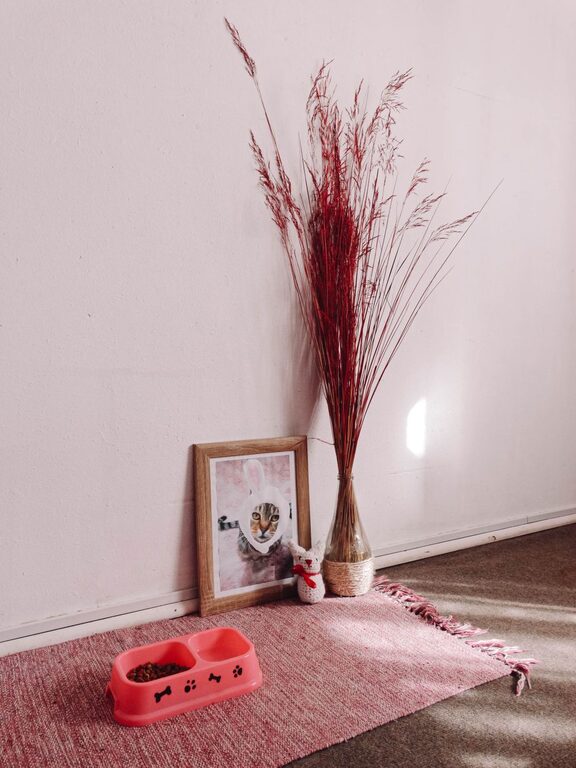 How to Set Up a Cozy and Practical Pet-Friendly Home Corner
